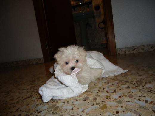 Teddy llego a casa en Octubre, cuando solo tenia 2 meses, lleva con nosotras 5 meses. lo queremos mucho y es el rey de la casa